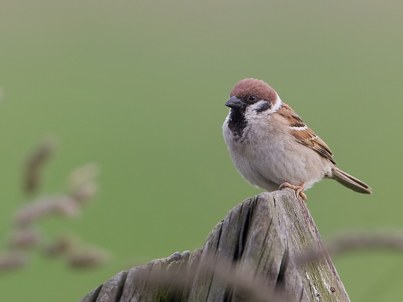 Passer montanus Tree Sparrow Ringmus